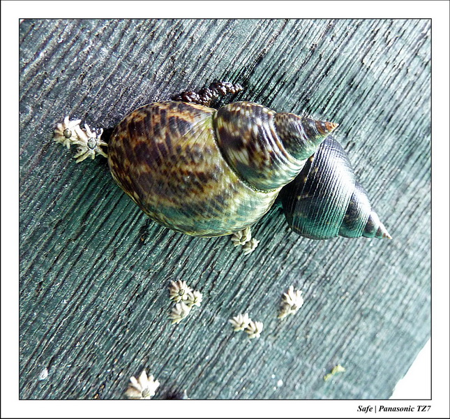 2011 - 08 - Borneo - Mataking 63